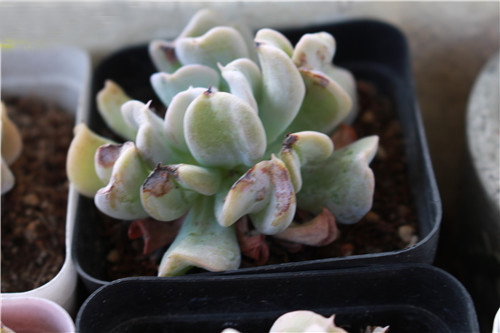 电竞比赛押注app