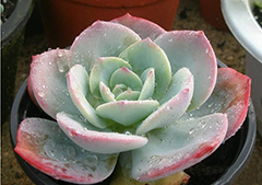 电竞比赛押注app