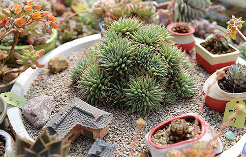 电竞比赛押注app