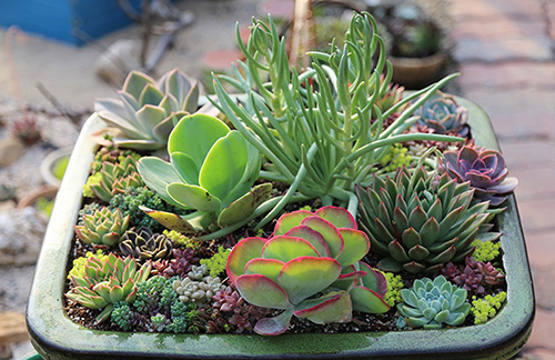 电竞比赛押注app