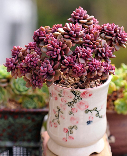 电竞比赛押注app