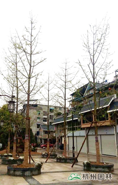 电竞比赛押注app