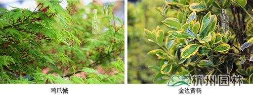 电竞比赛押注app