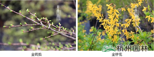 电竞比赛押注app