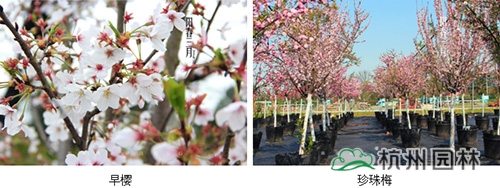 电竞比赛押注app