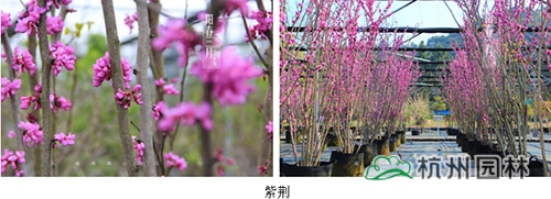 电竞比赛押注app