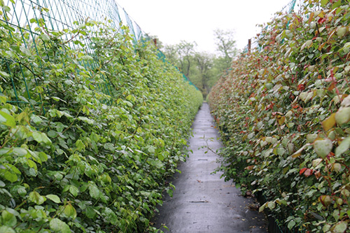 电竞比赛押注app