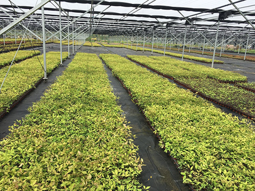 电竞比赛押注app