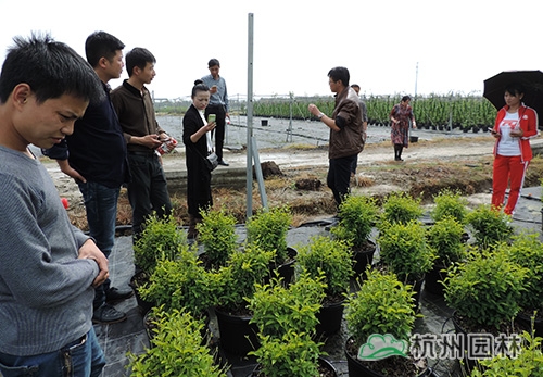 电竞比赛押注app