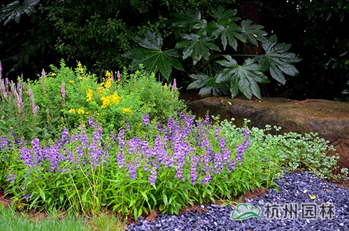 电竞比赛押注app