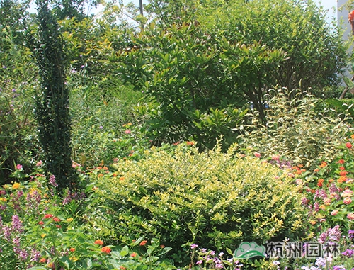 电竞比赛押注app