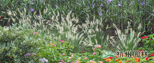 电竞比赛押注app