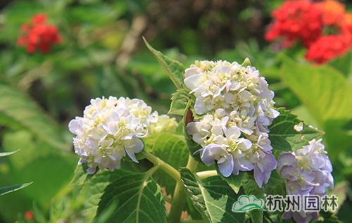 电竞比赛押注app