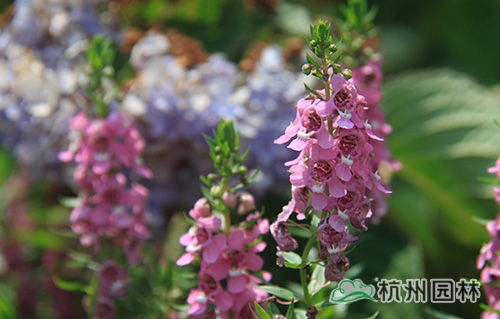 电竞比赛押注app