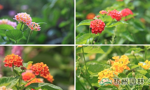 电竞比赛押注app