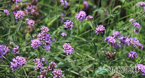 电竞比赛押注app