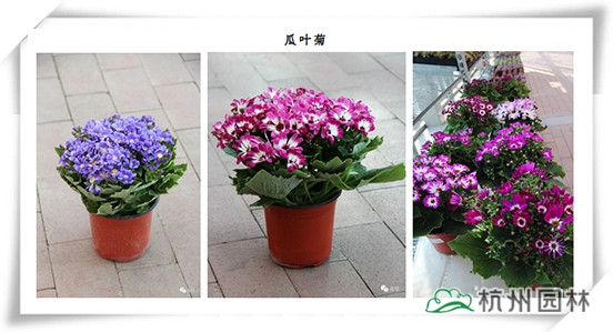 电竞比赛押注app