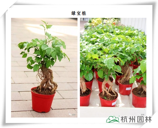 电竞比赛押注app