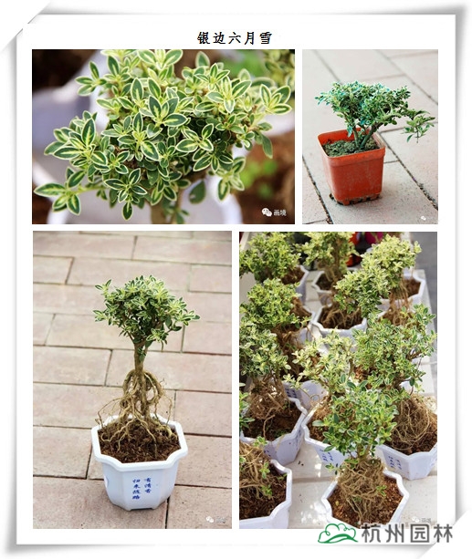 电竞比赛押注app