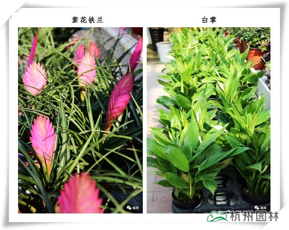 电竞比赛押注app