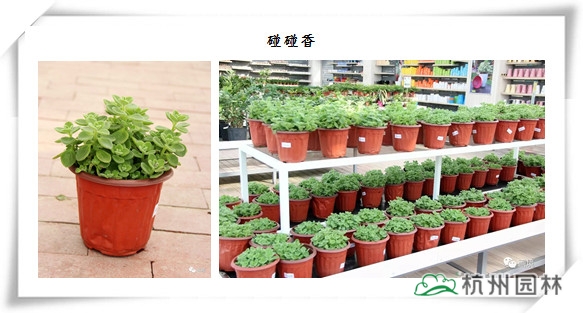 电竞比赛押注app