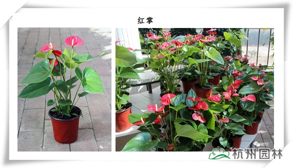 电竞比赛押注app