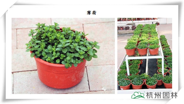 电竞比赛押注app