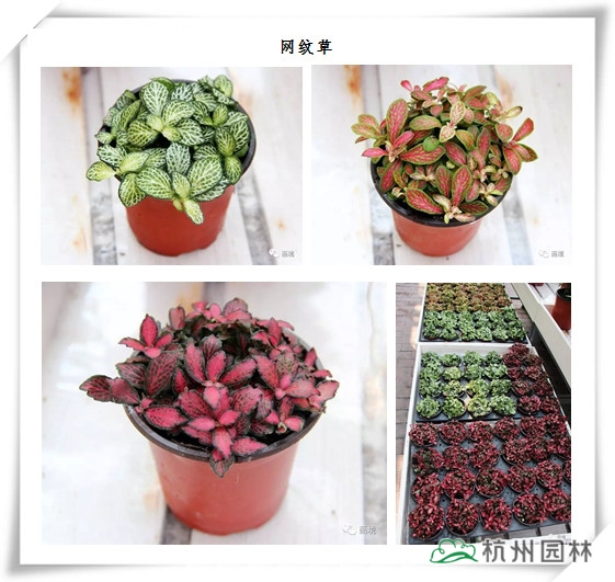 电竞比赛押注app