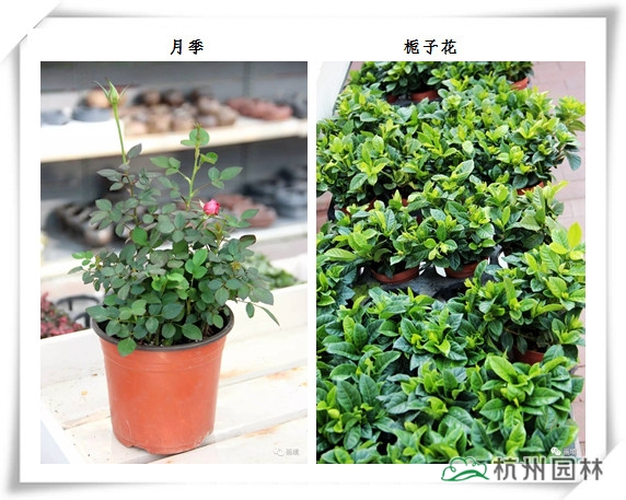 电竞比赛押注app