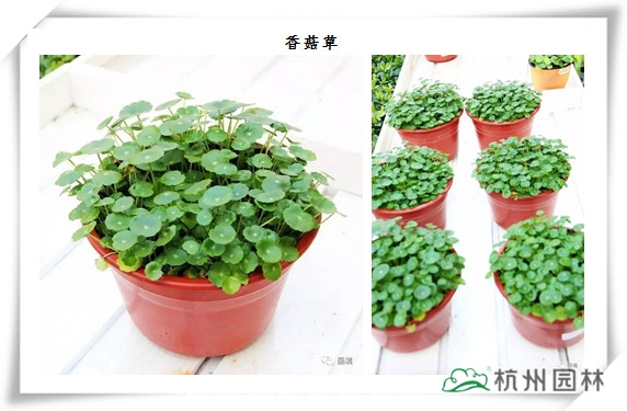 电竞比赛押注app