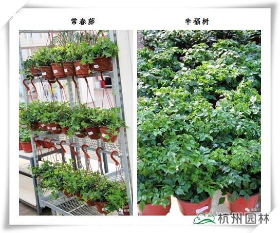 电竞比赛押注app