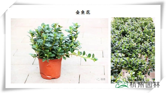 电竞比赛押注app