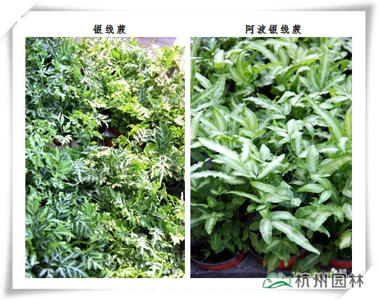 电竞比赛押注app