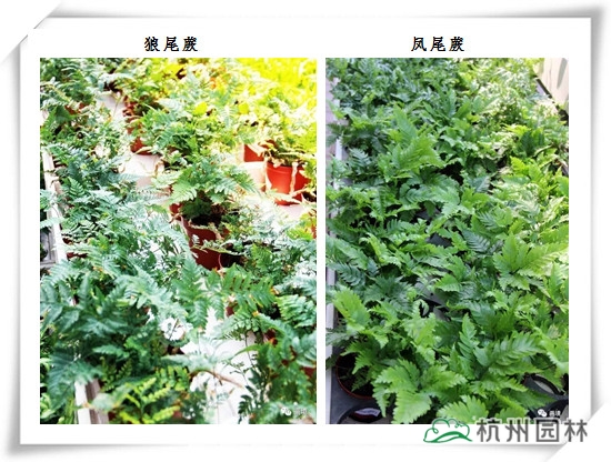 电竞比赛押注app