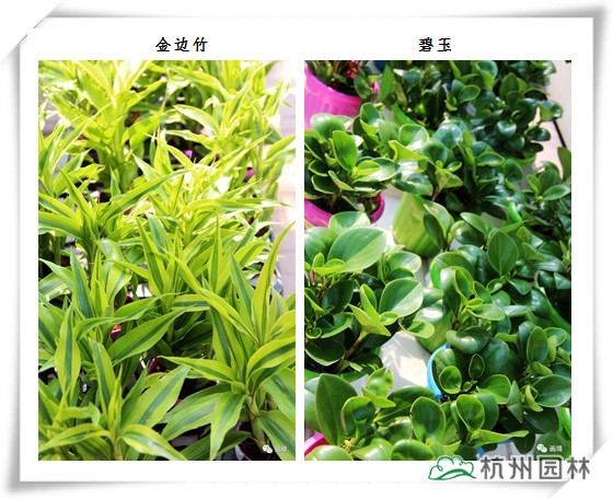 电竞比赛押注app