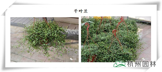 电竞比赛押注app