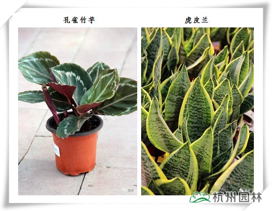 电竞比赛押注app