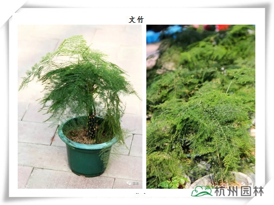 电竞比赛押注app