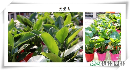 电竞比赛押注app