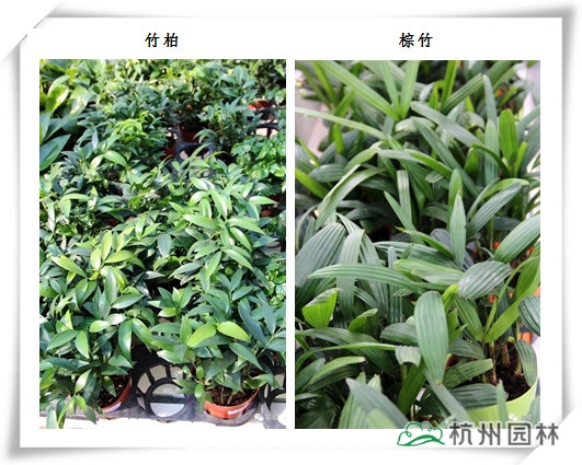 电竞比赛押注app