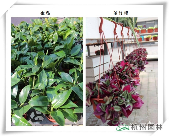 电竞比赛押注app