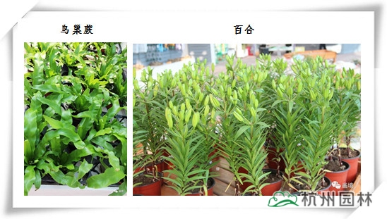 电竞比赛押注app