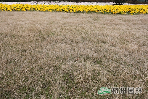 电竞比赛押注app