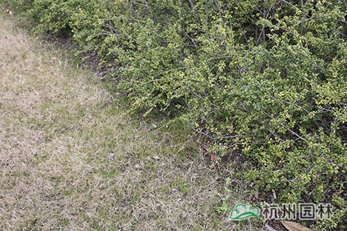 电竞比赛押注app