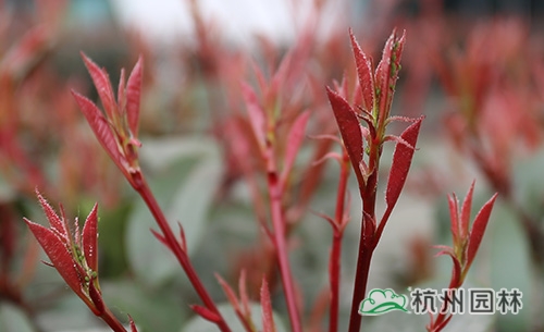 电竞比赛押注app