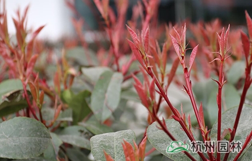 电竞比赛押注app