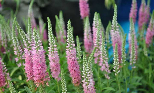 电竞比赛押注app