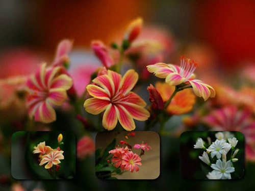 电竞比赛押注app