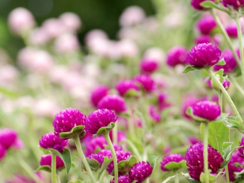 电竞比赛押注app