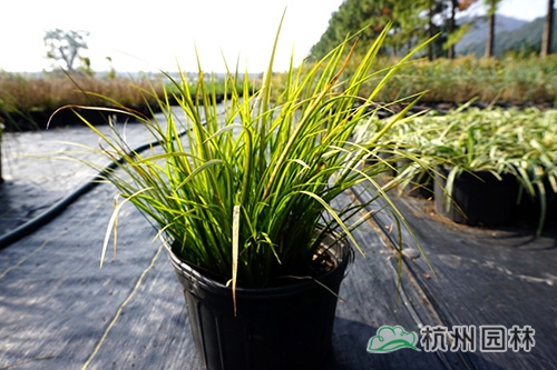 电竞比赛押注app